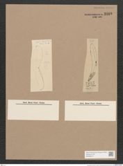 Pleurosigma sp. (de-Toni-Nr.: Genus 13) Zeichnungen Sammlung Grunow Nr. 2160 (NHMW-BOT-W0369215)